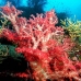 coral_soft_res_v_0705_png0005.jpg
